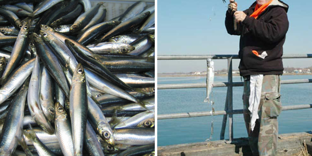 How to Catch Herring