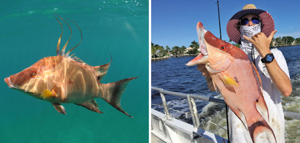 How to Catch Hogfish