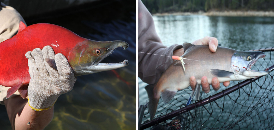 How to Catch Kokanee