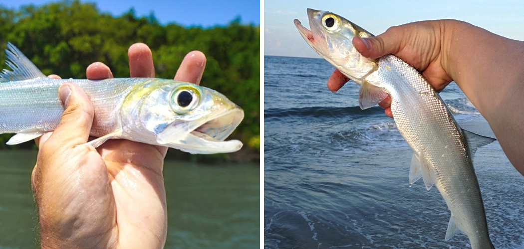 How to Catch Ladyfish