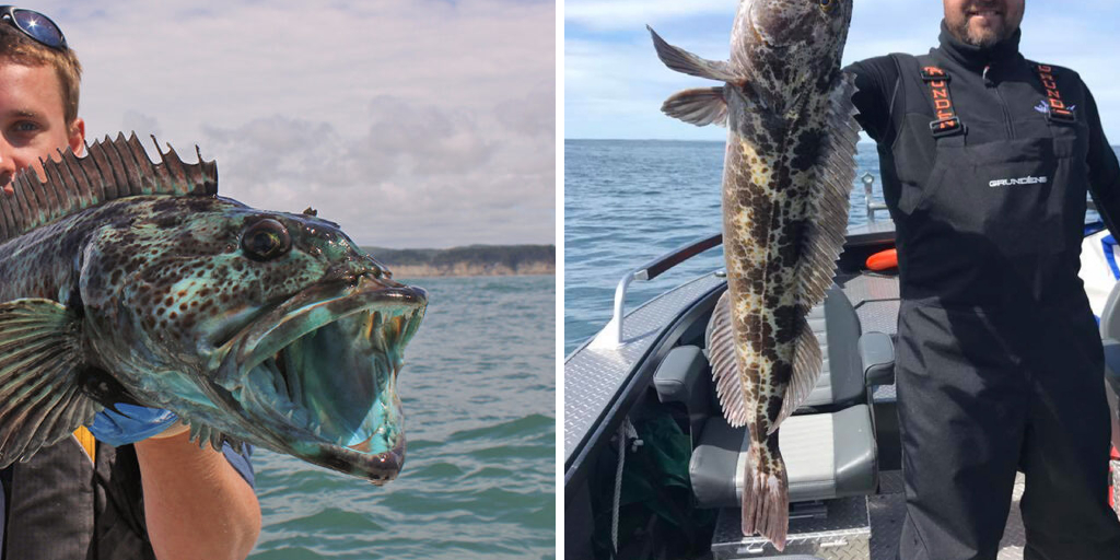 How to Catch Lingcod