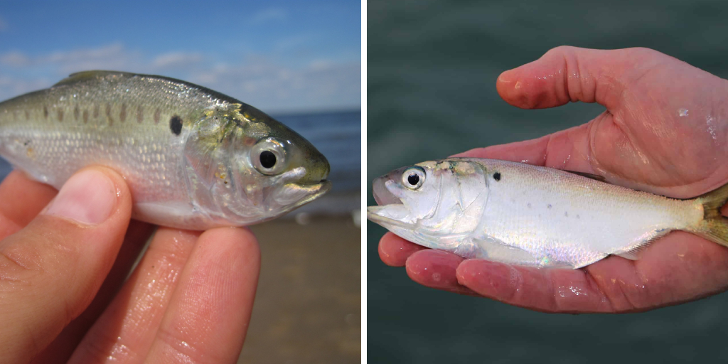 How to Catch Menhaden