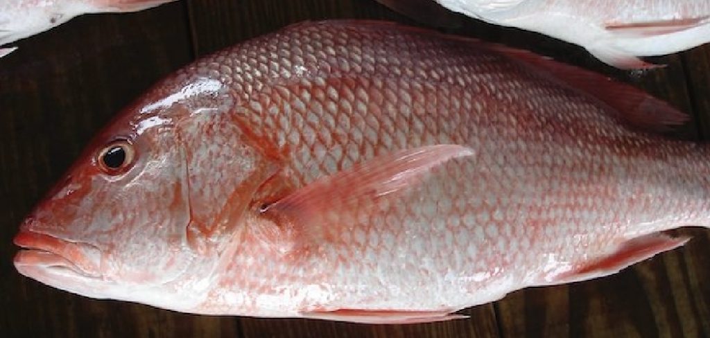 How to Catch Mutton Snapper