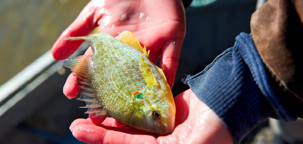 How to Catch Redear Sunfish