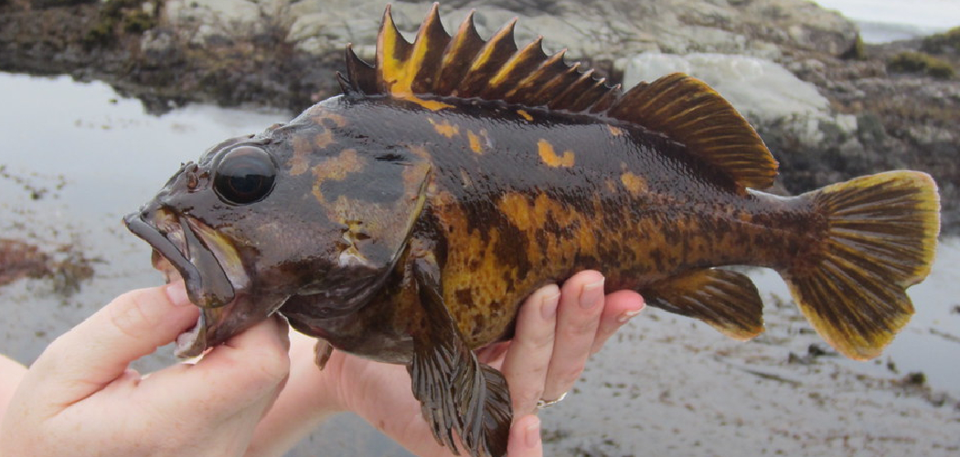 How to Catch Rockfish