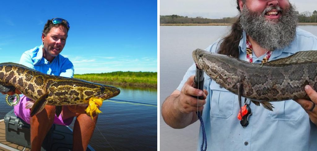 How to Catch Snake Head Fish