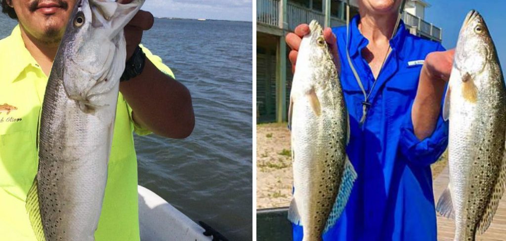 How to Catch Speckled Trout From Shore