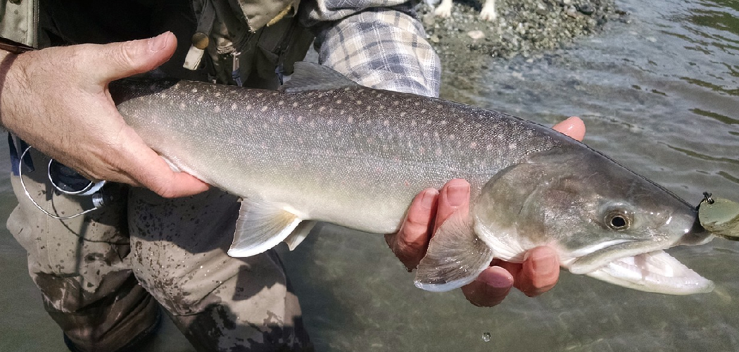 How to Catch Steelhead Trout