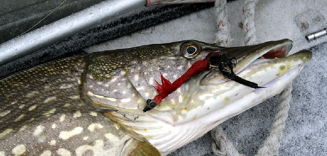 How to Catch Summer Pike