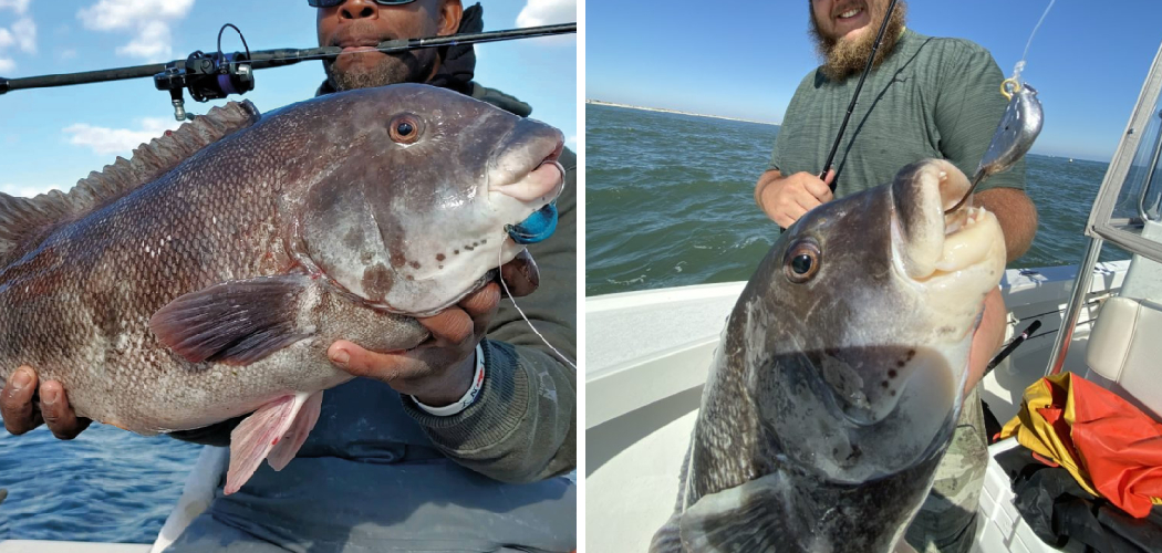 How to Catch Tautog