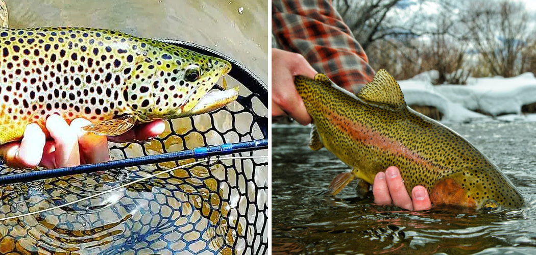 How to Catch Trout in the Winter