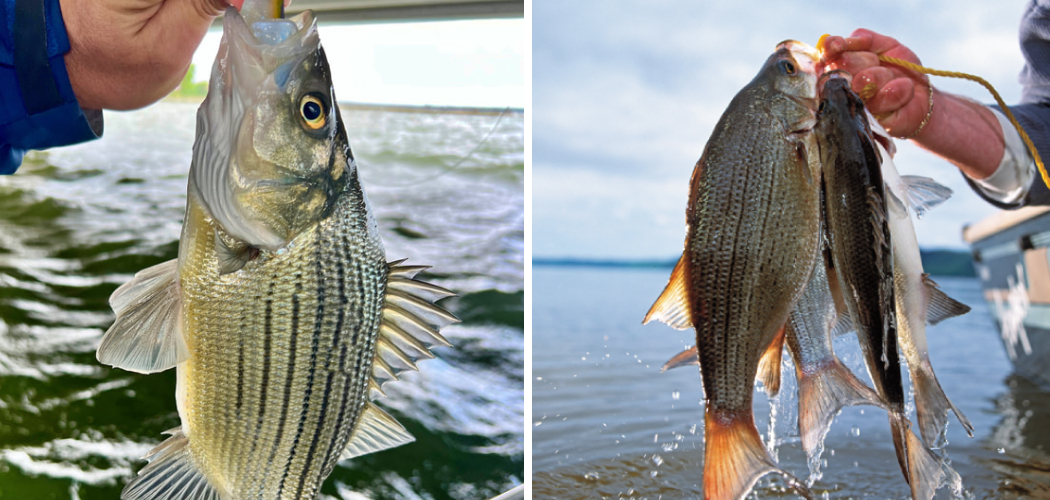 How to Catch White Bass in Rivers