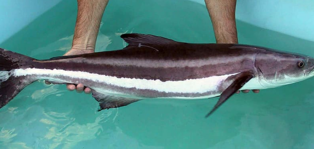 How to Catch a Cobia