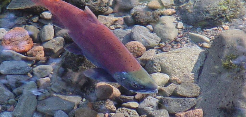 How to Catch a Kokanee Salmon