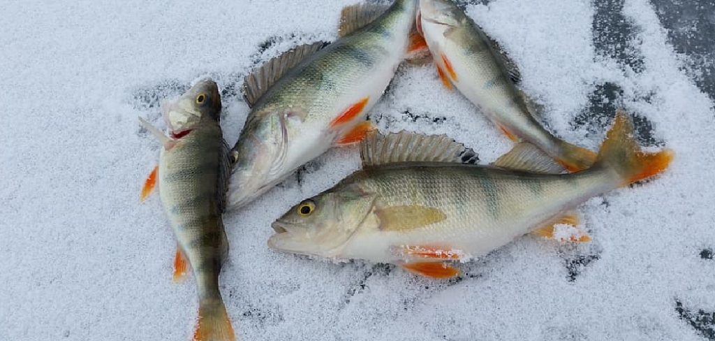 How to Find Fish Ice Fishing