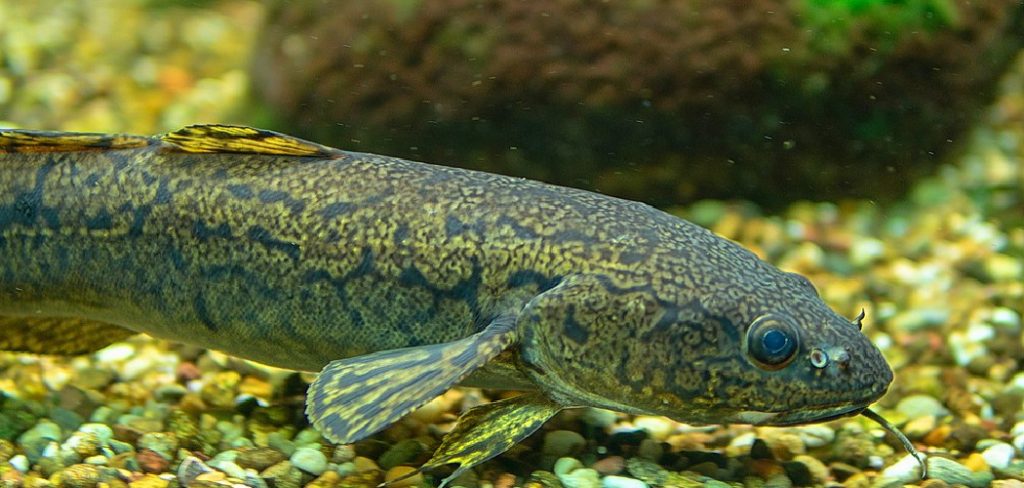 How to Fish Burbot
