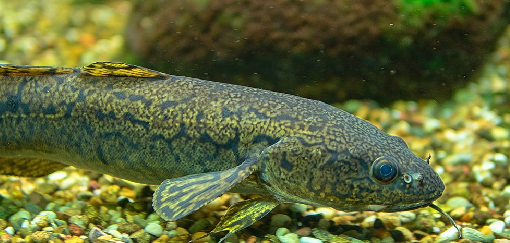How to Fish Burbot
