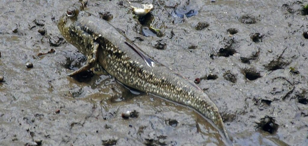 How to Fish Muddy Water