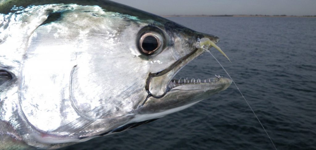 How to Fish for Bonito