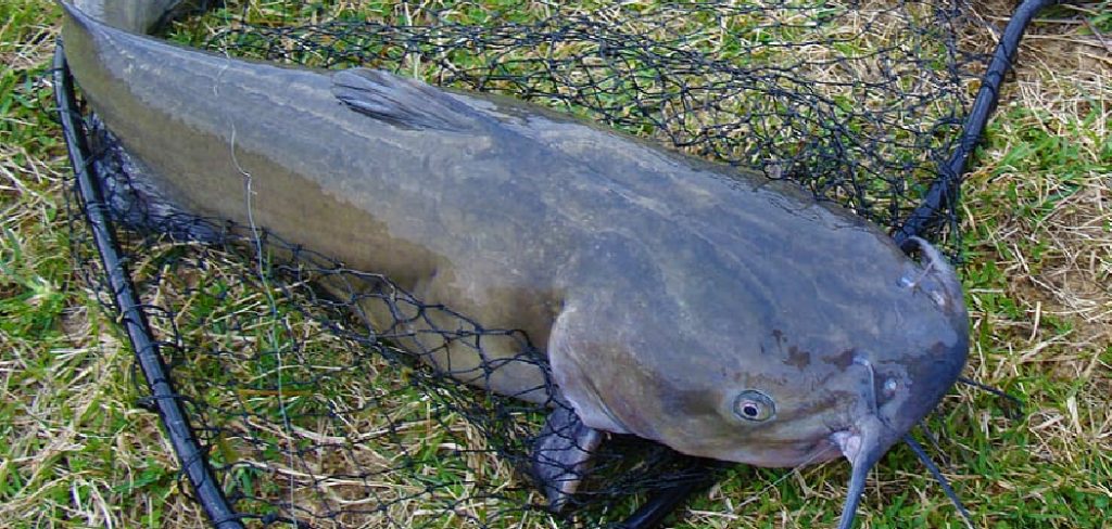 How to Fish for Catfish From Shore