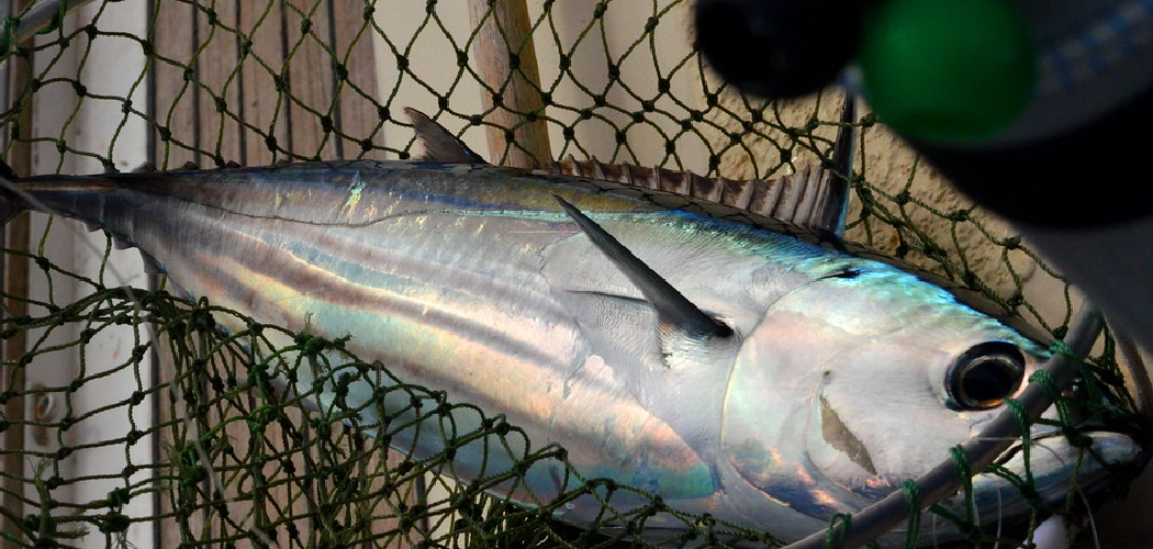 How to Fish for Yellowfin Tuna