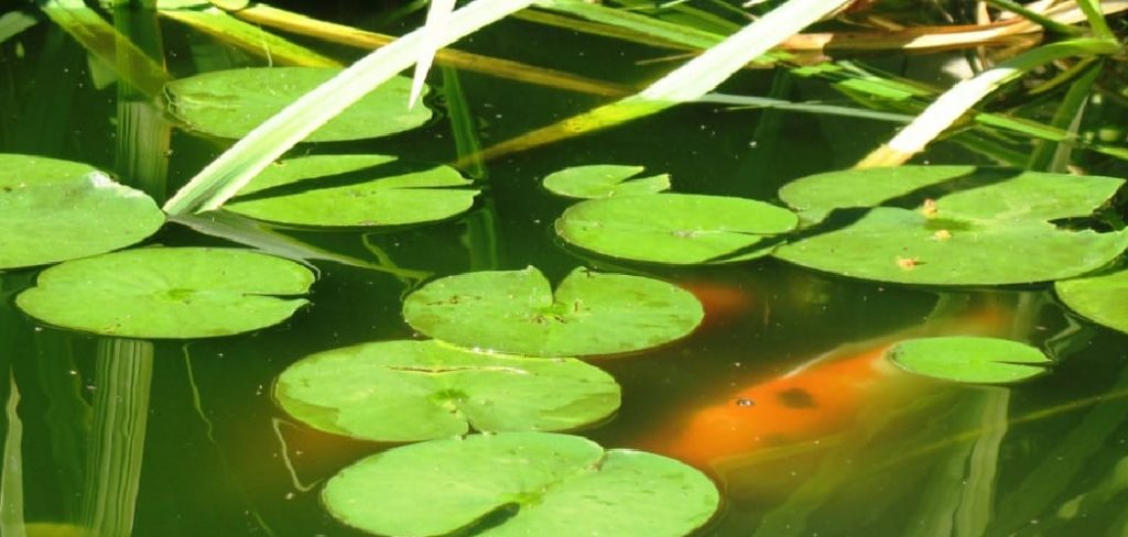 How to Fish in Lily Pads