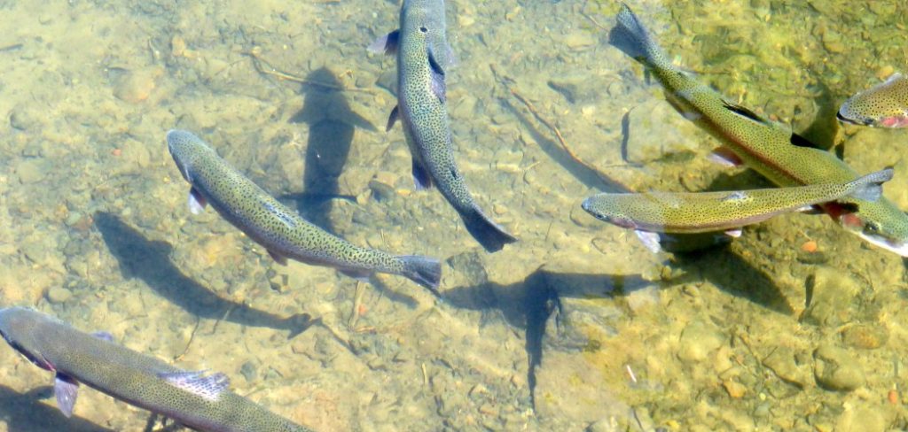 How to Fish in River