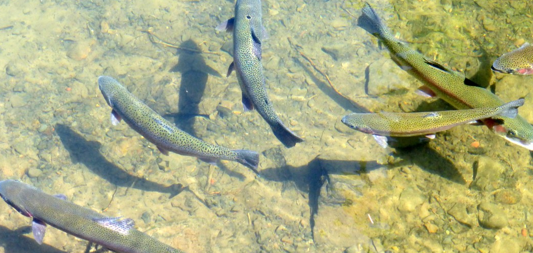 How to Fish in River