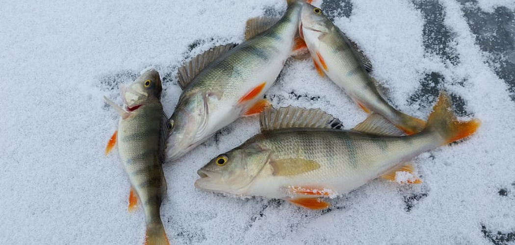 How to Fish in the Winter