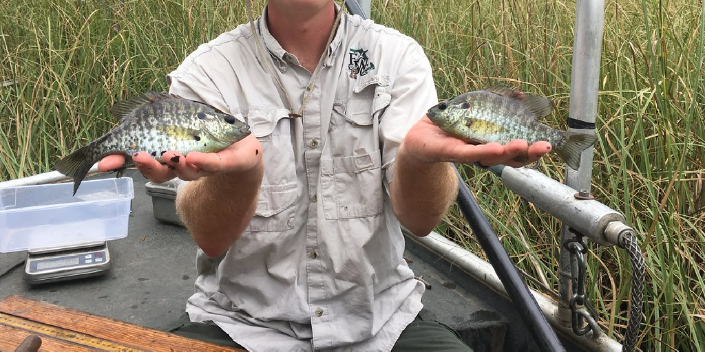 How to Hold a Bluegill