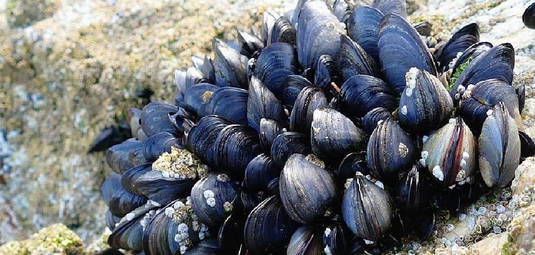 How to Hook Clams for Bait