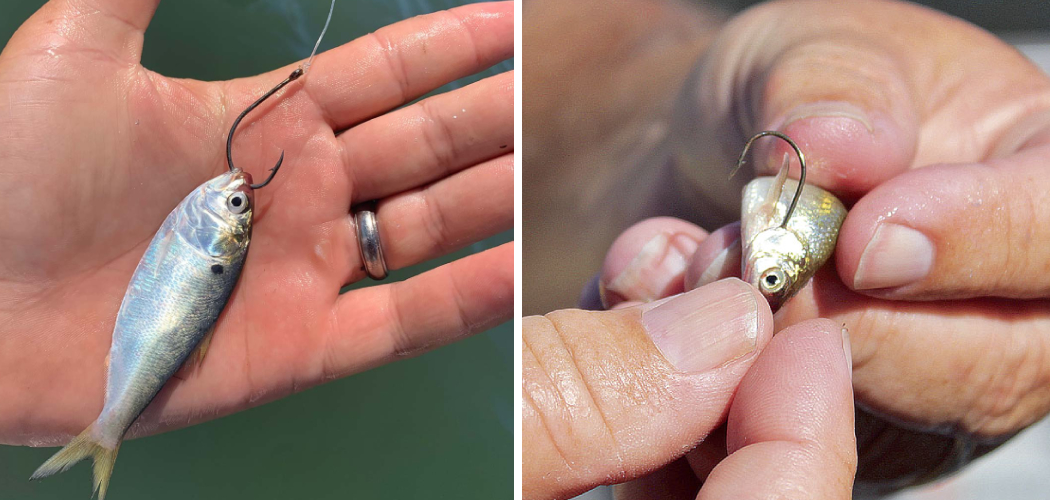 How to Hook Mullet for Bait