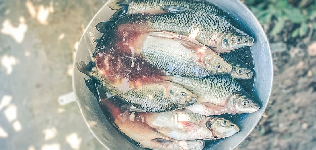 How to Keep Bait Fish Alive in a Bucket