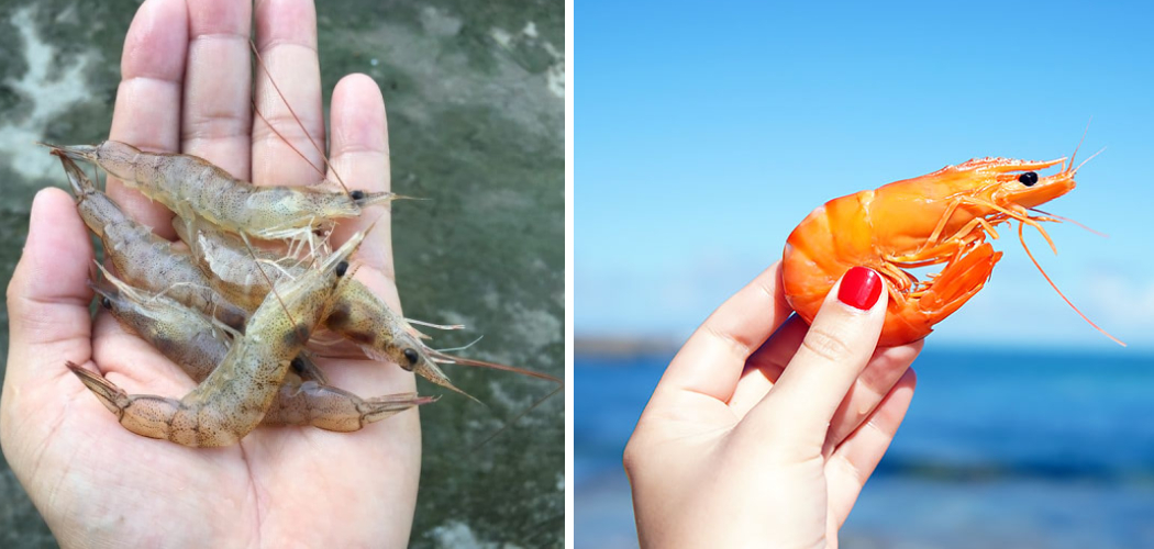 How to Keep Bait Shrimp Alive