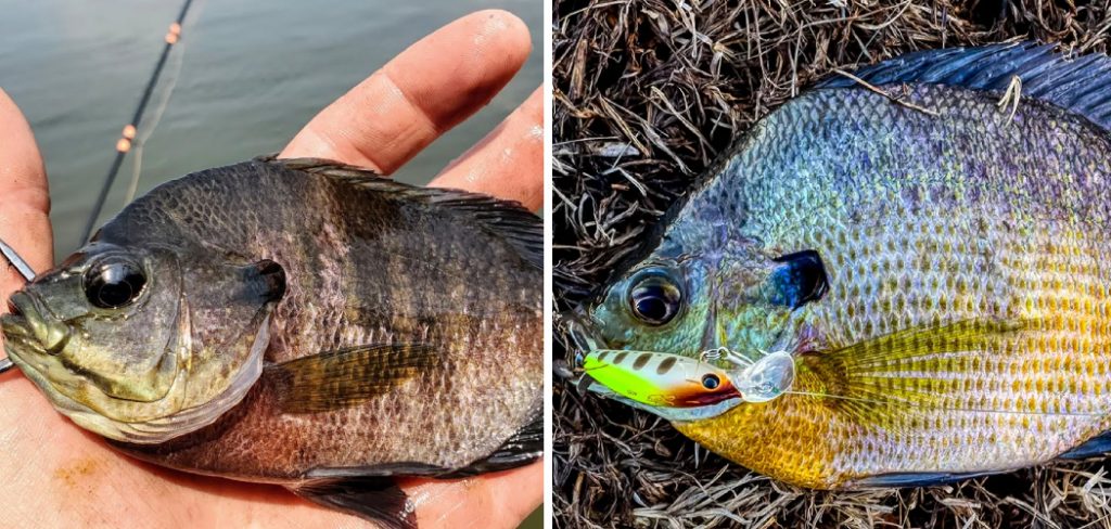 How to Keep Bluegill Alive for Bait
