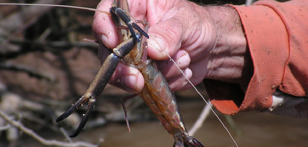 How to Rig Live Bait for Bottom Fishing