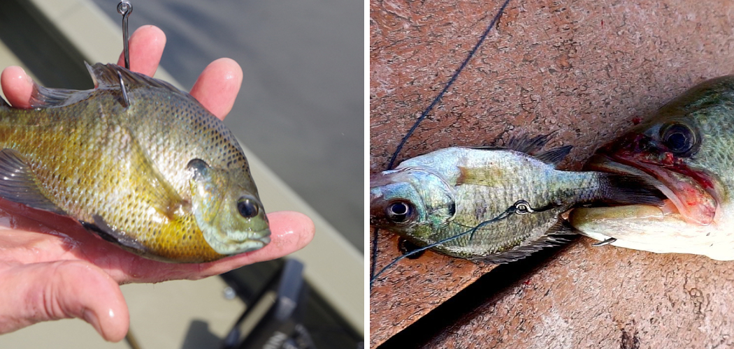 How to Rig Live Bluegill for Bass