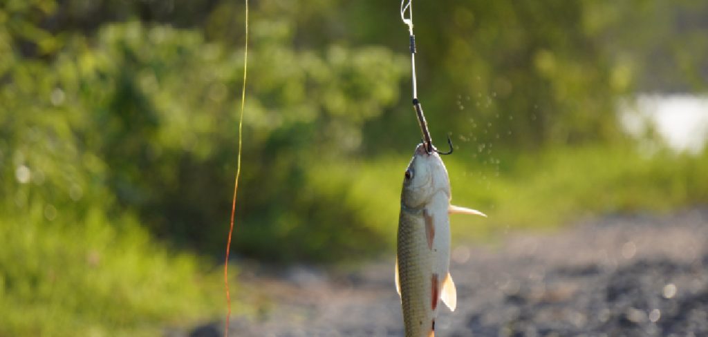 How to Set a Hook Bass Fishing