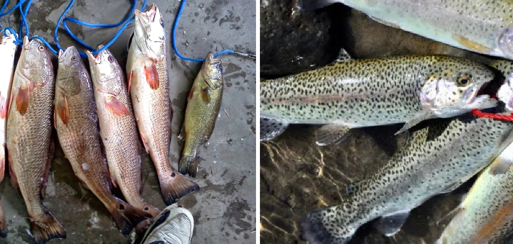 How to Store Trout After Catching