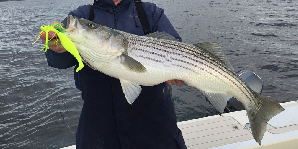 How to Troll for Striped Bass