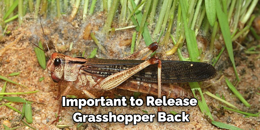 Important to Release the Grasshopper Back