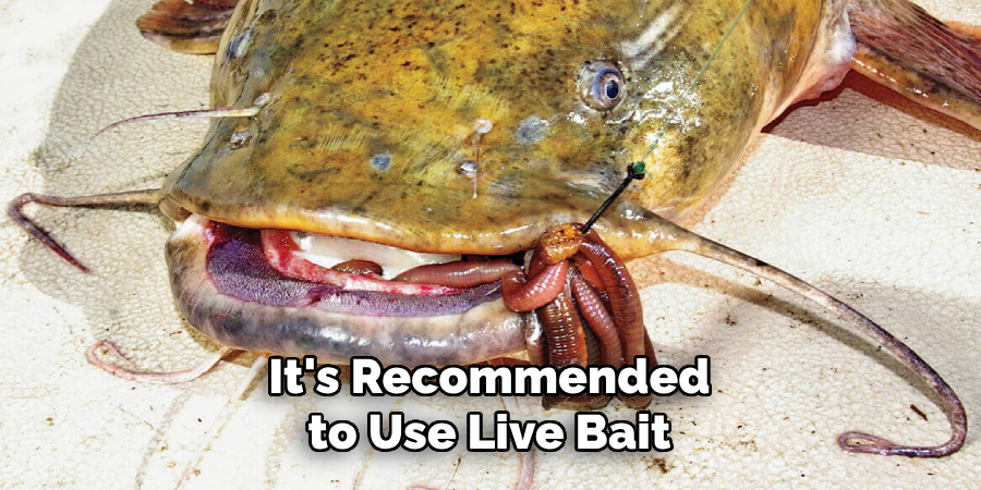 It's Recommended to Use Live Bait