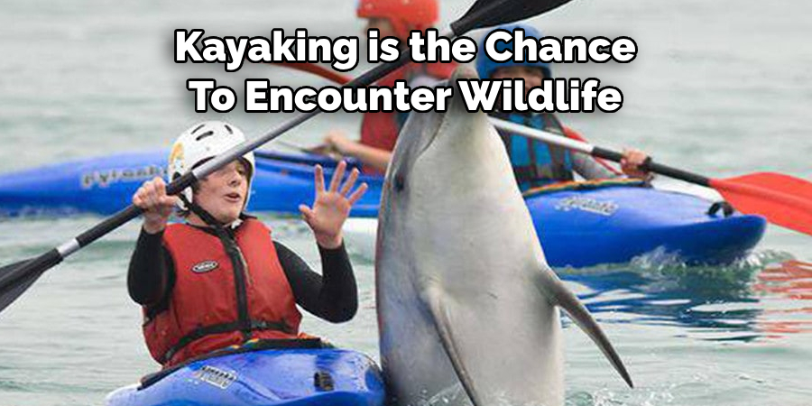 Kayaking is the Chance 
To Encounter Wildlife