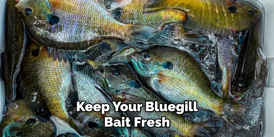 Keep Your Bluegill Bait Fresh