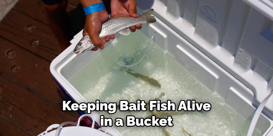 Keeping Bait Fish Alive in a Bucket