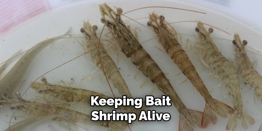 Keeping Bait Shrimp Alive
