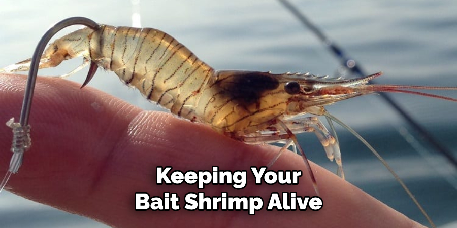 Keeping Your Bait Shrimp Alive