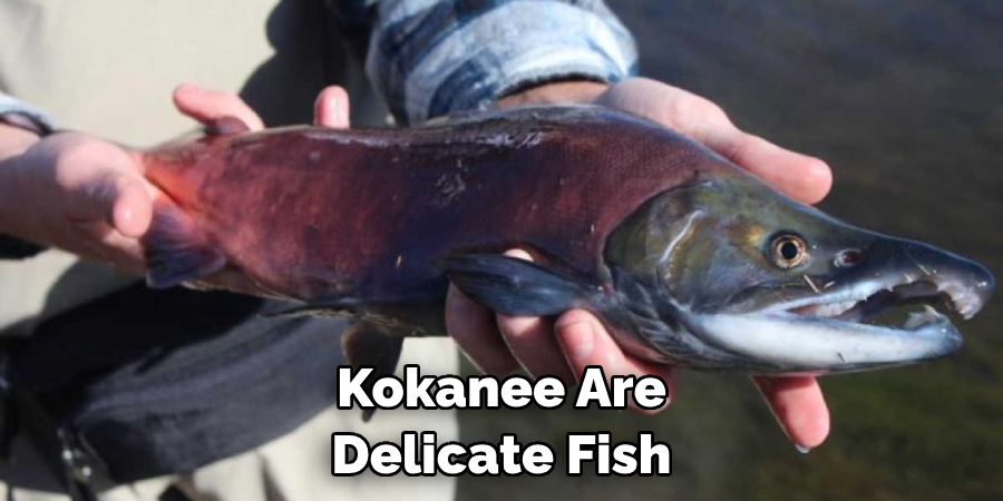 Kokanee Are Delicate Fish