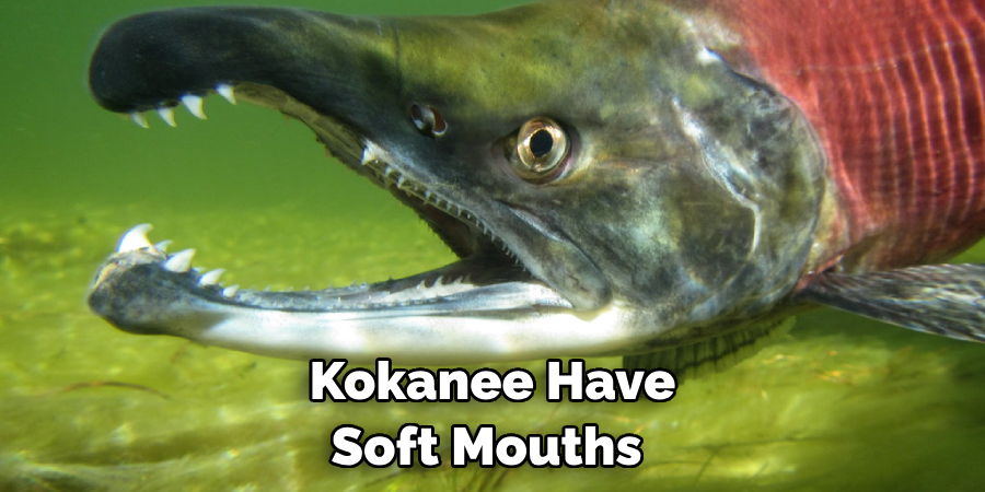 Kokanee Have Soft Mouths 