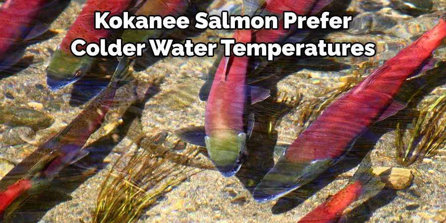 Kokanee Salmon Prefer 
Colder Water Temperatures